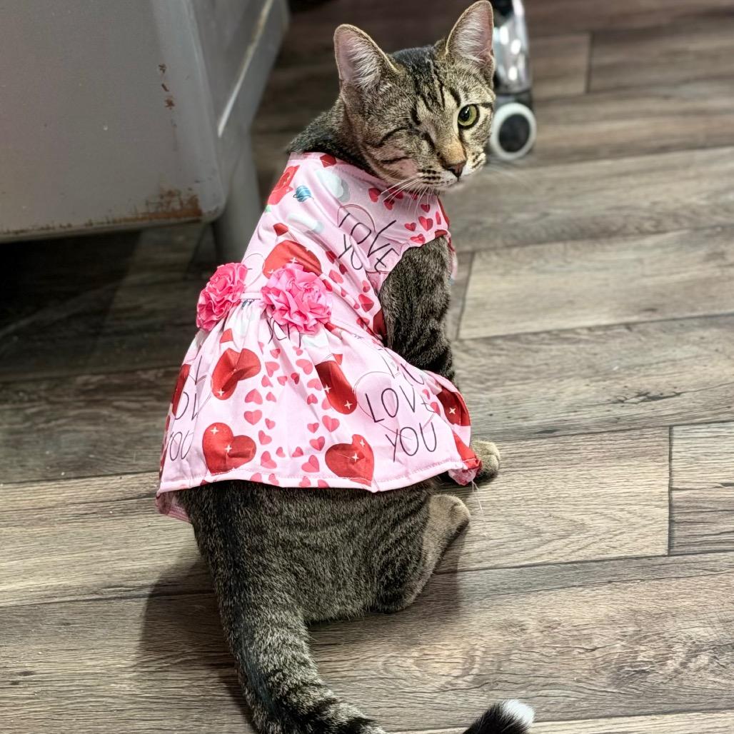 Enlarge Seesaw, a Adoptable Domestic Short Hair in Boerne, TX image 1/6