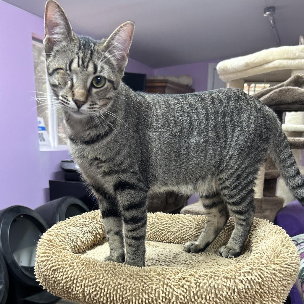 Enlarge Seesaw, a Adoptable Domestic Short Hair in Boerne, TX image 2/6