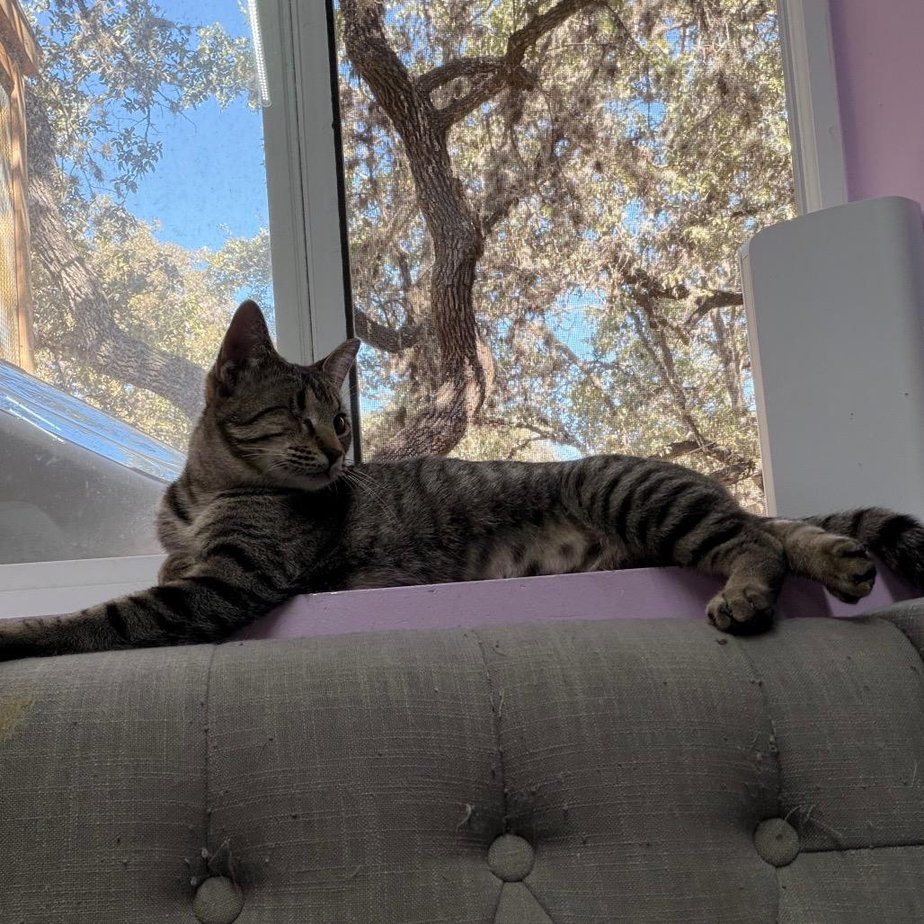 Enlarge Seesaw, a Adoptable Domestic Short Hair in Boerne, TX image 3/6