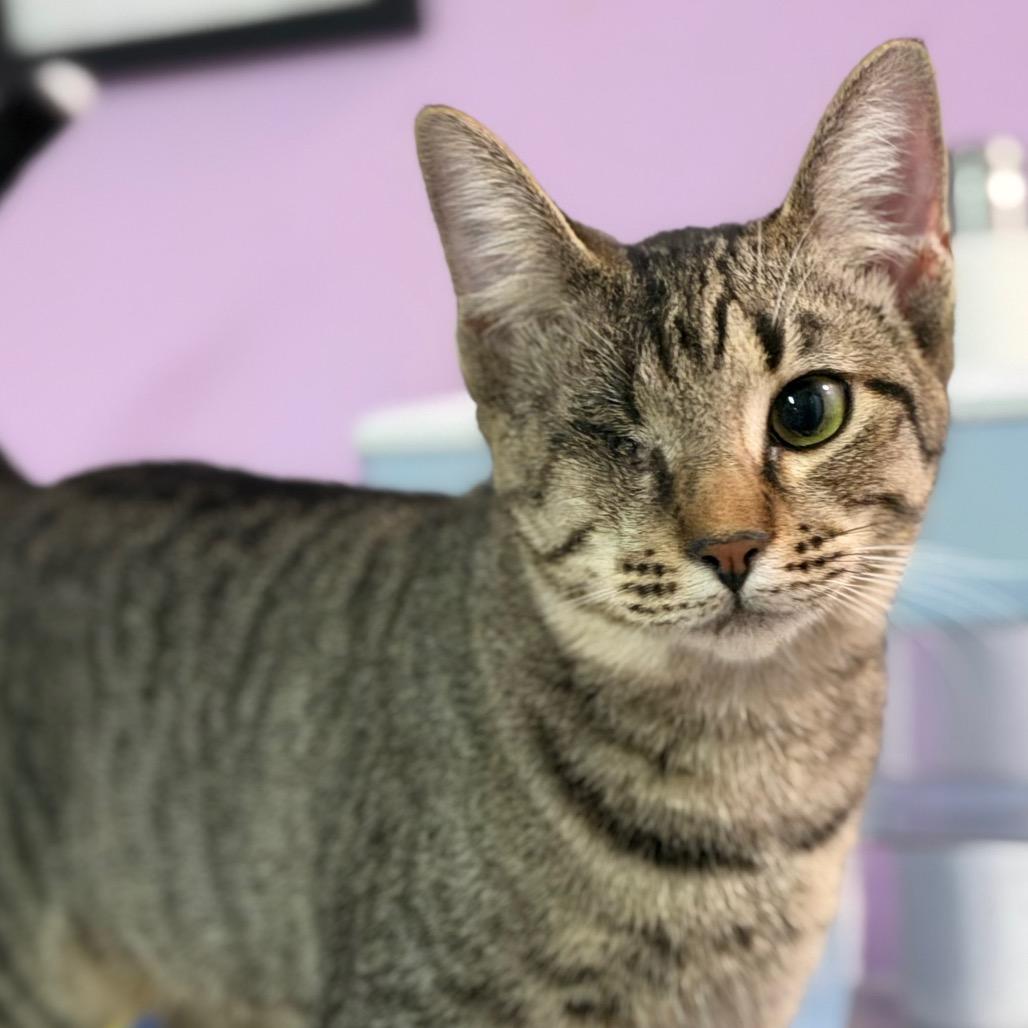 Enlarge Seesaw, a Adoptable Domestic Short Hair in Boerne, TX image 2/6