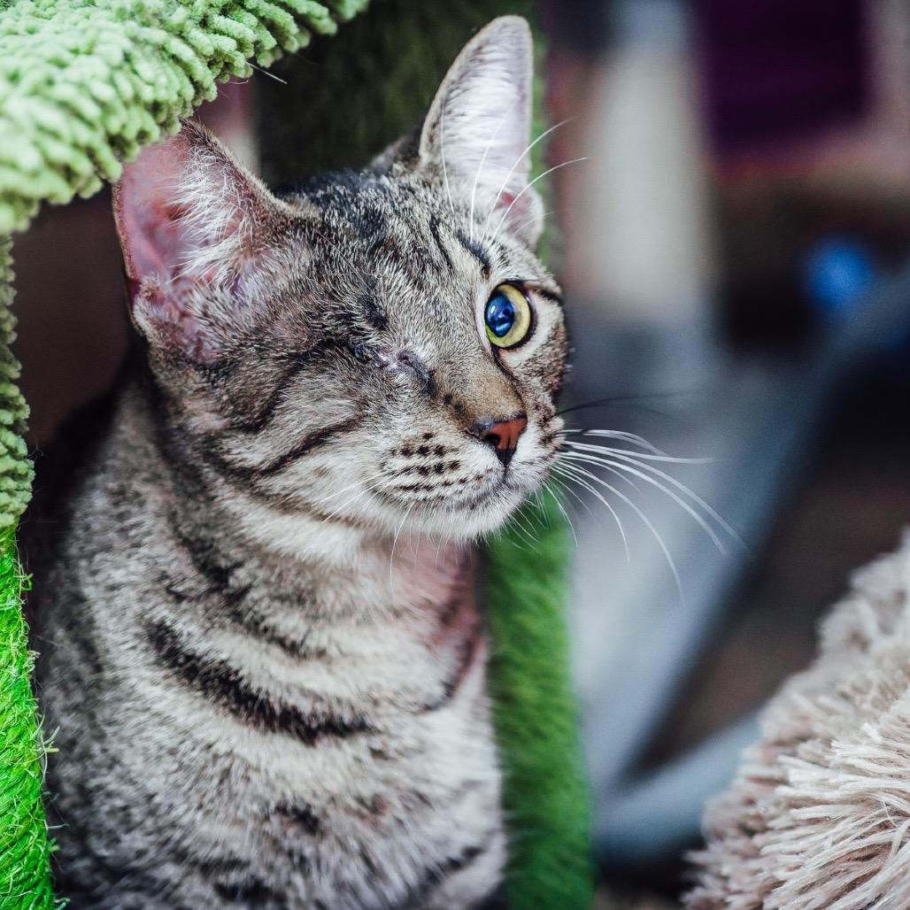 Enlarge Seesaw, a Adoptable Domestic Short Hair in Boerne, TX image 3/6