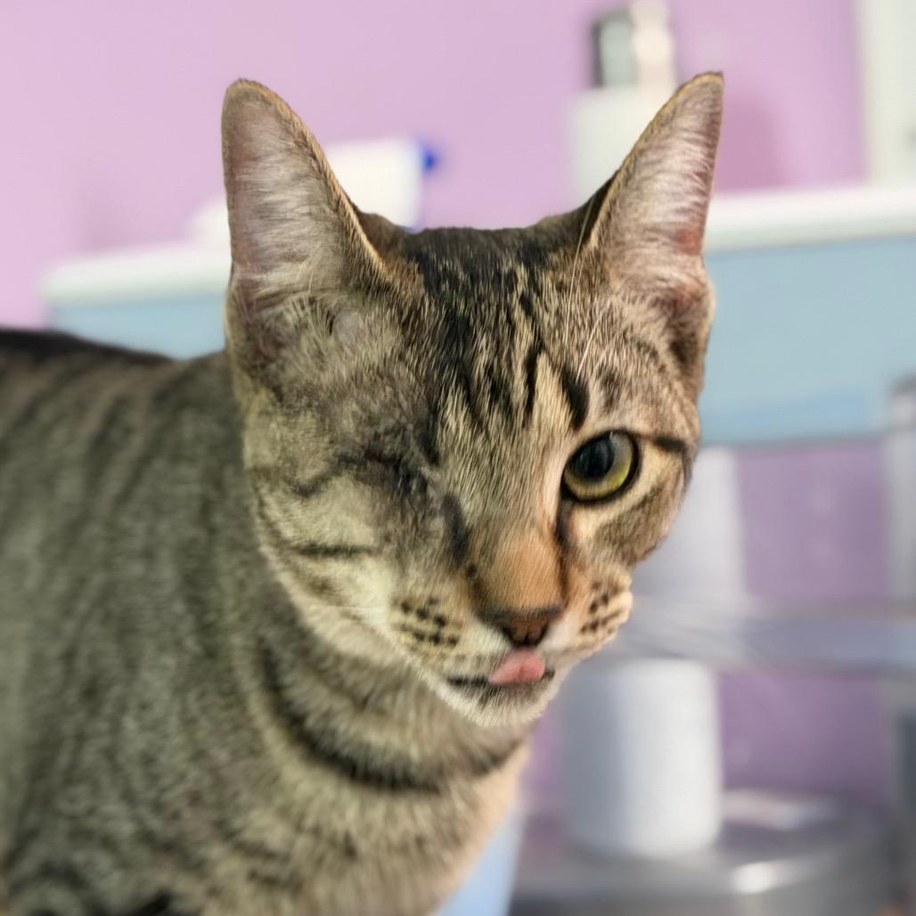 Enlarge Seesaw, a Adoptable Domestic Short Hair in Boerne, TX image 4/6