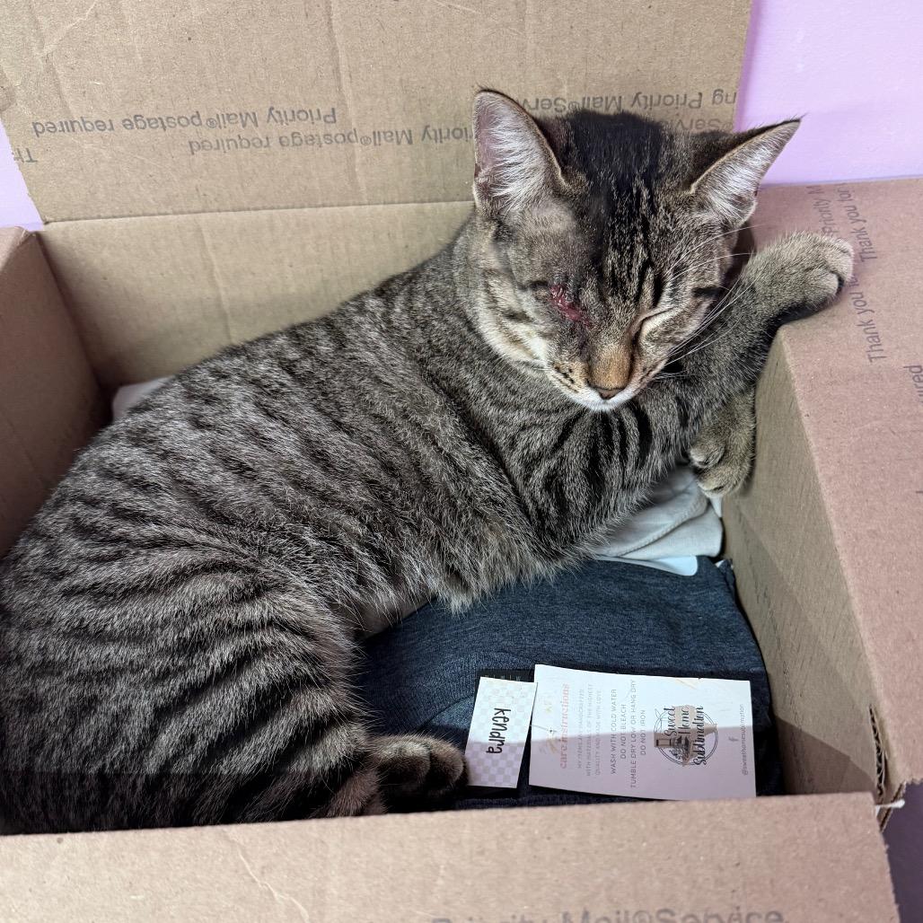 Enlarge Seesaw, a Adoptable Domestic Short Hair in Boerne, TX image 5/6