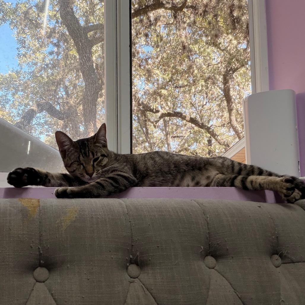 Enlarge Seesaw, a Adoptable Domestic Short Hair in Boerne, TX image 6/6