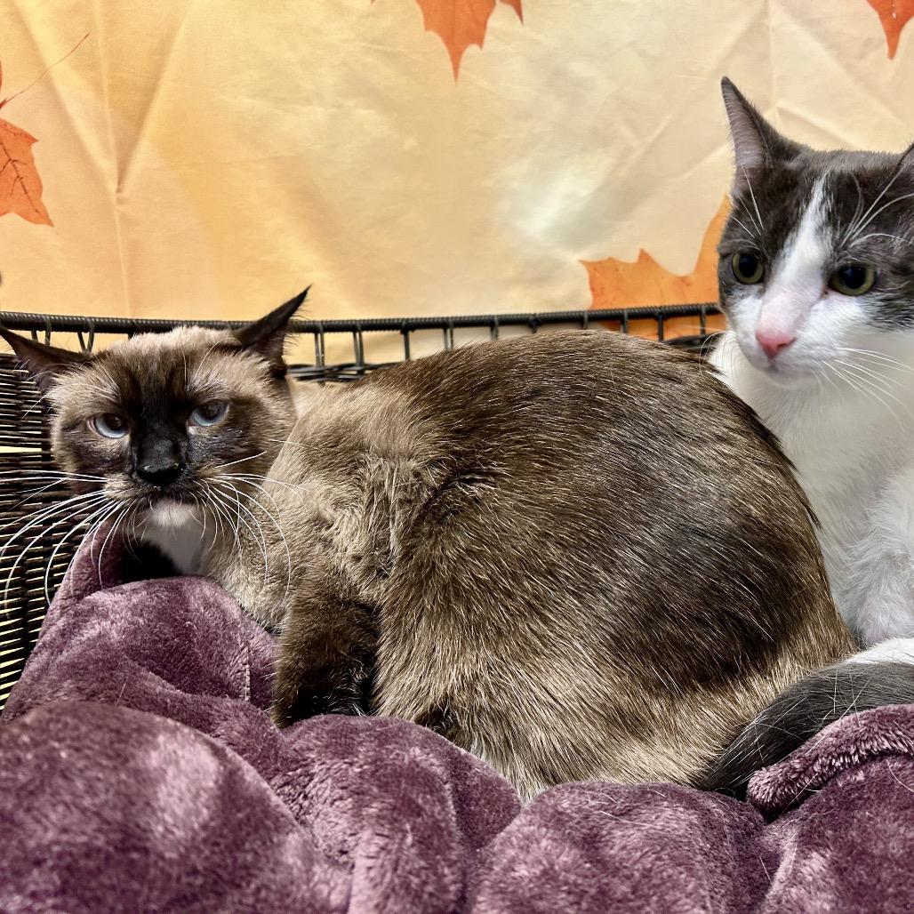 Enlarge Raspberry Torte, a Adoptable Domestic Short Hair in Henderson, NV image 2/3