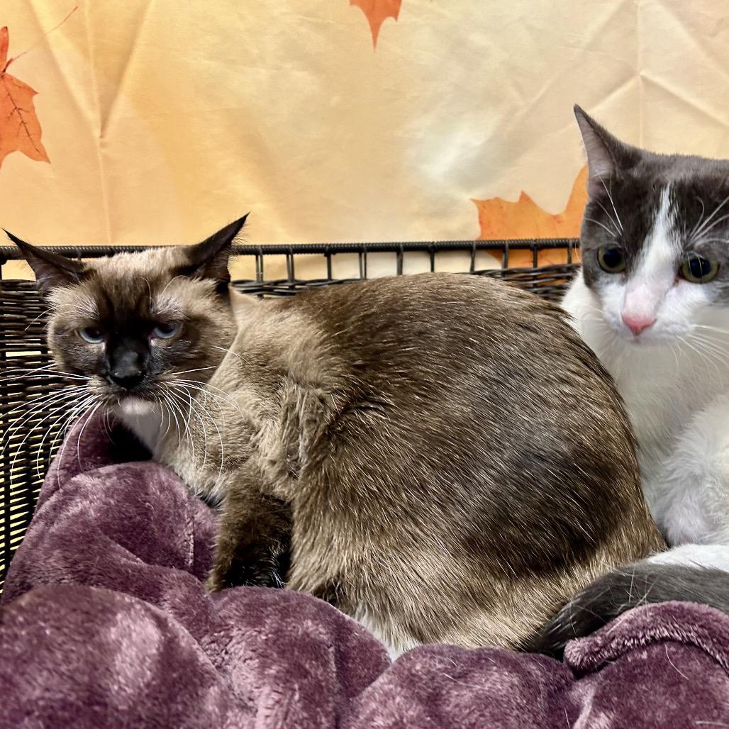 Enlarge Raspberry Torte, a Adoptable Domestic Short Hair in Henderson, NV image 3/3