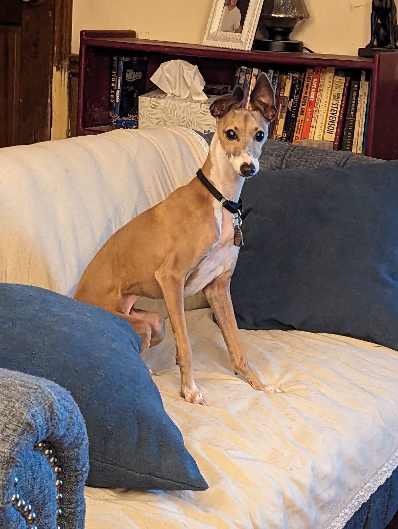 Buck, Adopted, Young Male Italian Greyhound.