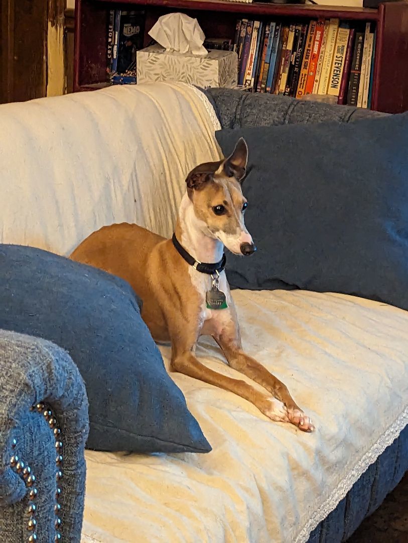 Buck, a Adopted Italian Greyhound in Norcross, GA image 2/2