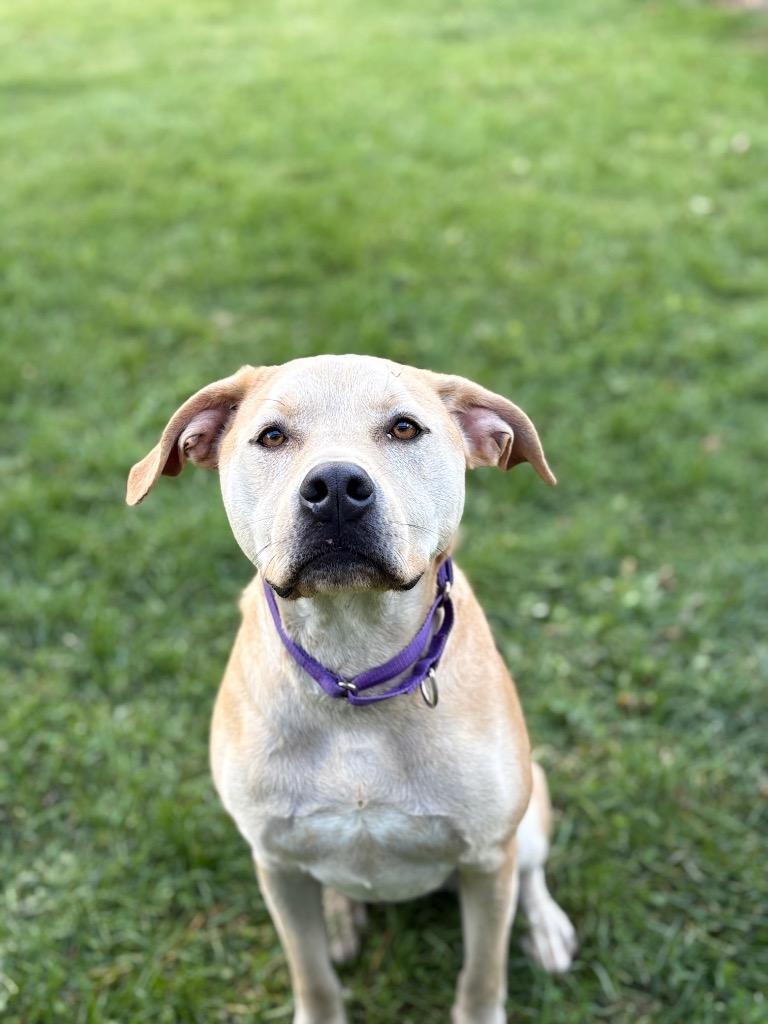 Enlarge Gravity, a Adoptable mixed breed in Waverly, NY image 1/5