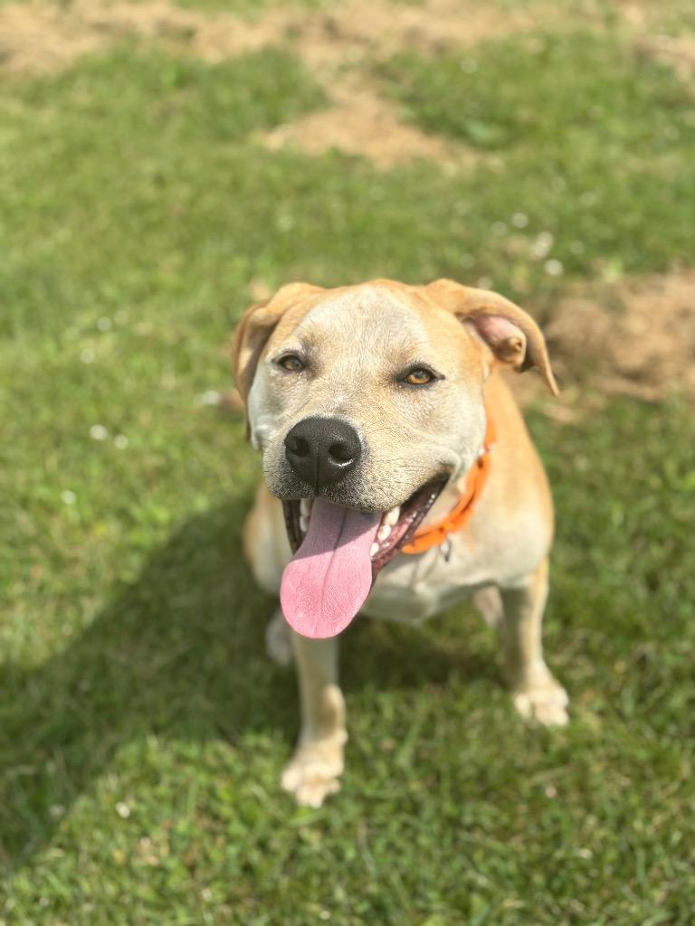 Gravity, a Adoptable mixed breed in Waverly, NY image 3/5