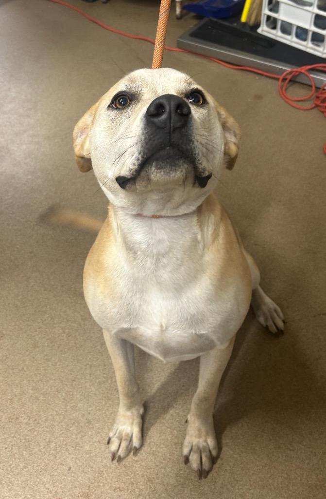 Enlarge Gravity, a Adoptable mixed breed in Waverly, NY image 3/5