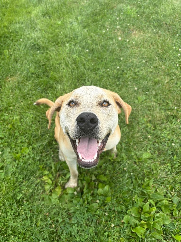 Enlarge Gravity, a Adoptable mixed breed in Waverly, NY image 4/5