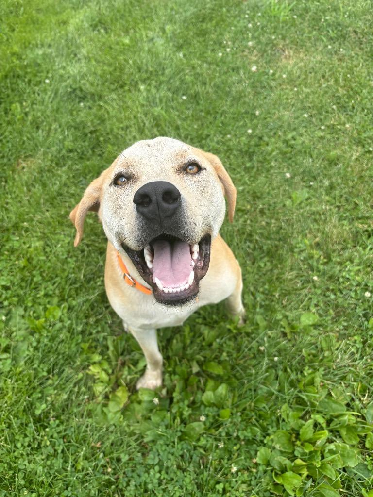 Enlarge Gravity, a Adoptable mixed breed in Waverly, NY image 5/5
