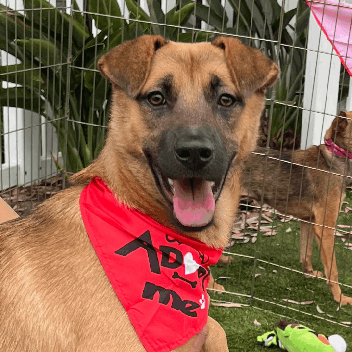 Dog for adoption Peeka, a Belgian Shepherd / Malinois & German