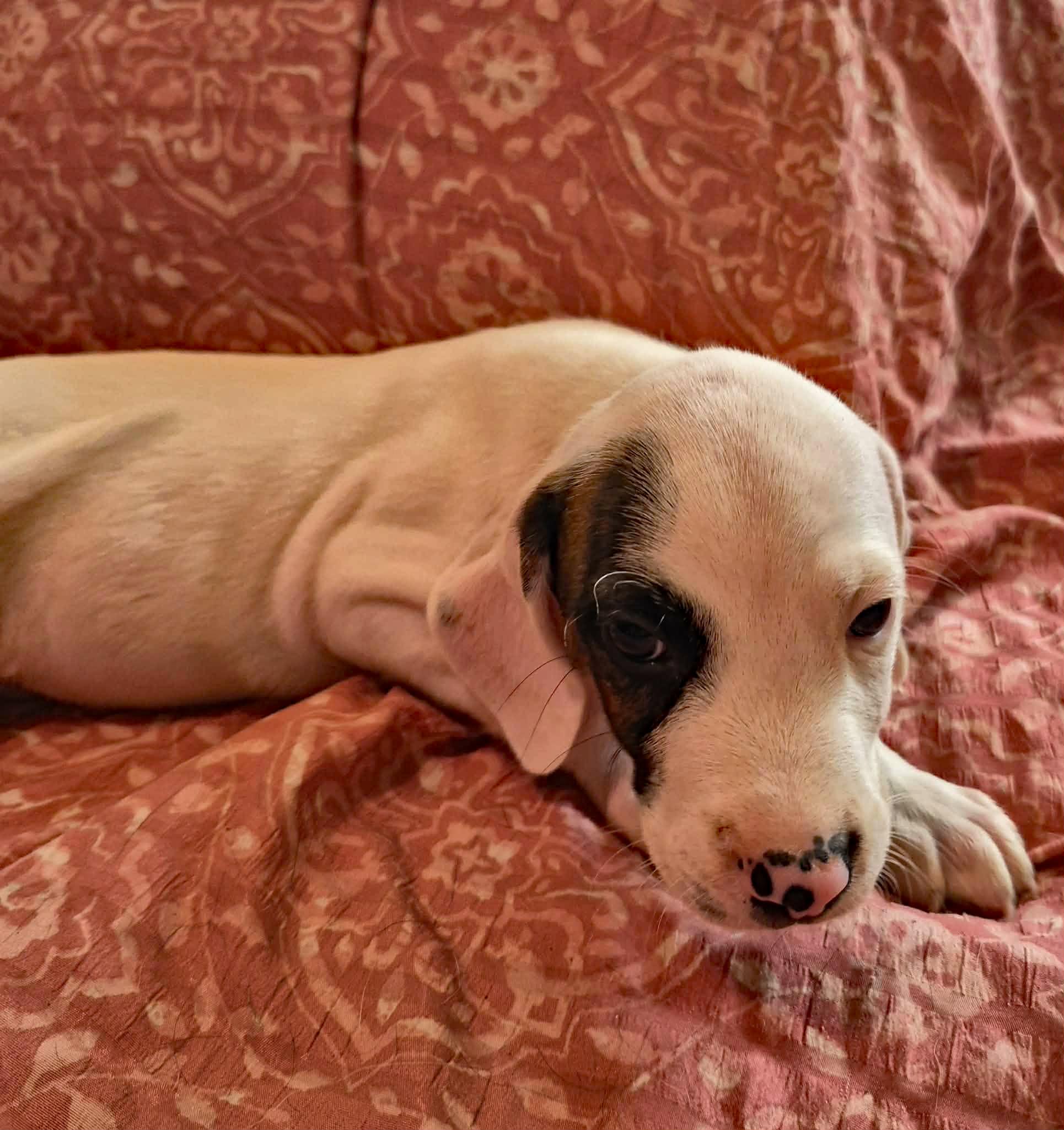 Enlarge Pickle, a Adoptable mixed breed in Marion, NC image 4/5