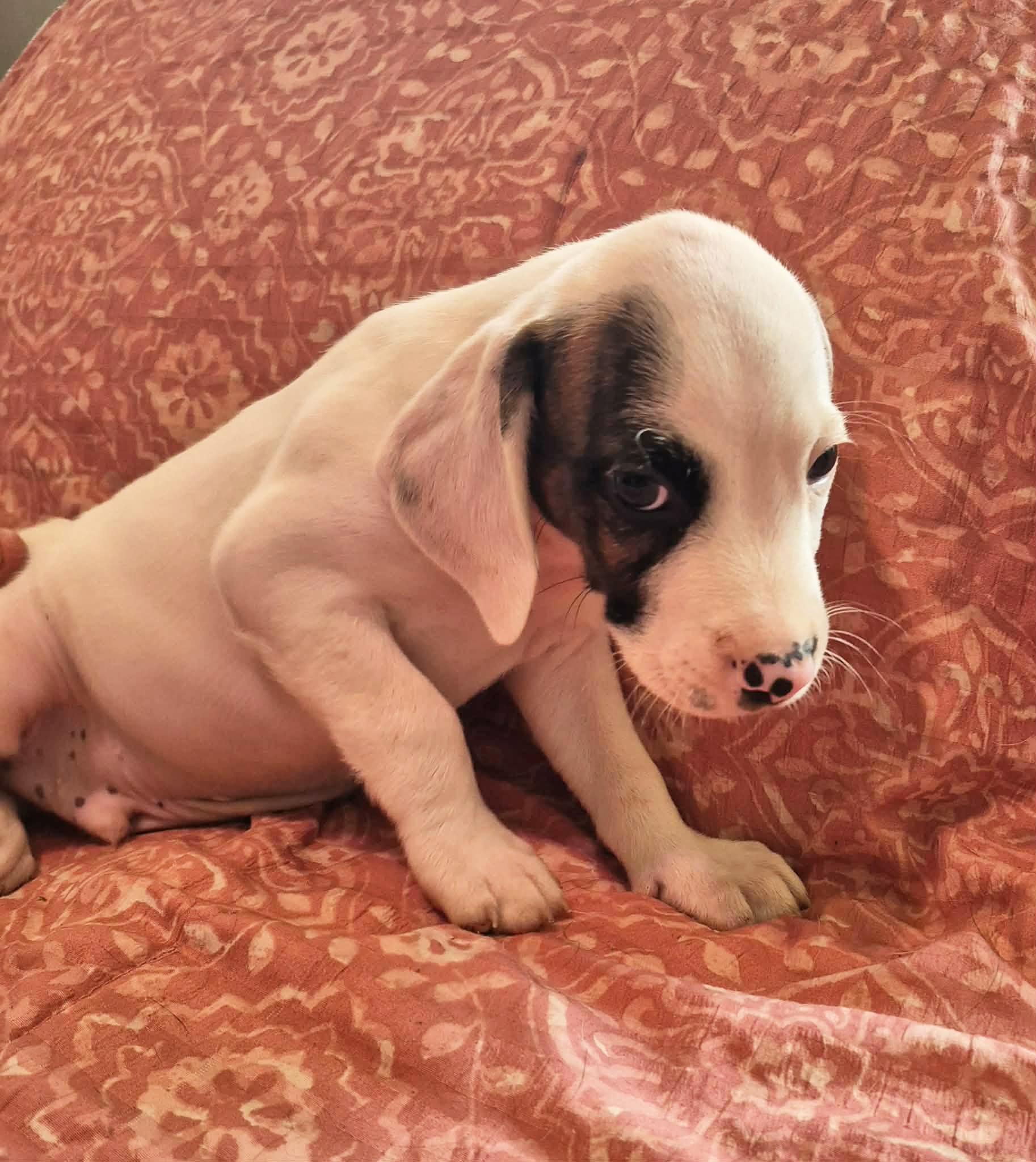 Enlarge Pickle, a Adoptable mixed breed in Marion, NC image 3/5