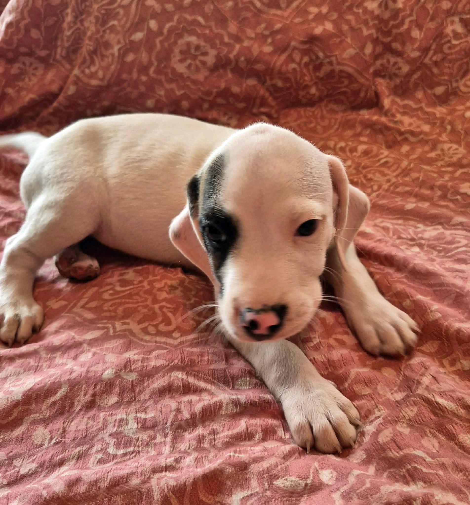 Enlarge Pickle, a Adoptable mixed breed in Marion, NC image 1/5