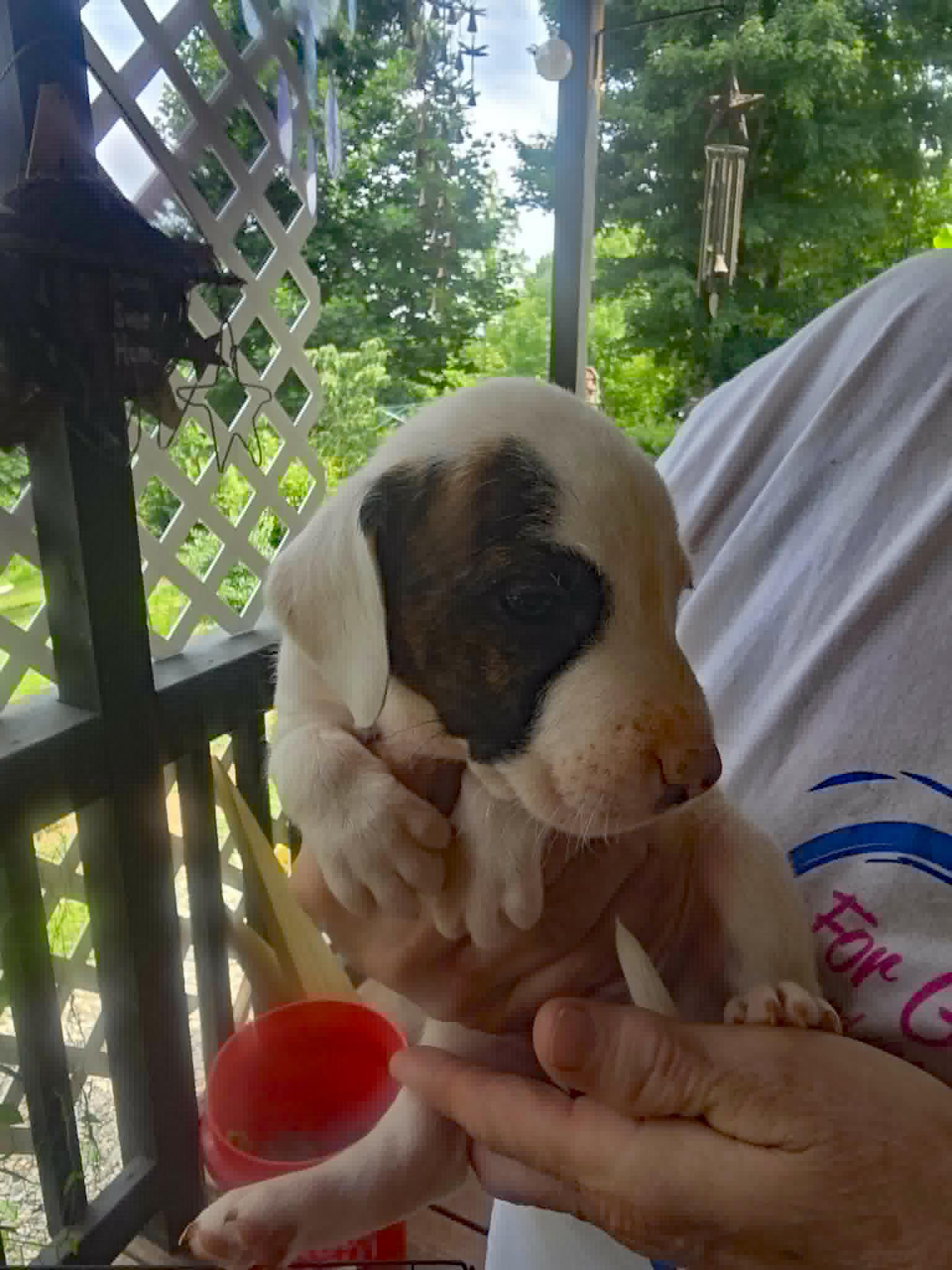 Enlarge Pickle, a Adoptable mixed breed in Marion, NC image 5/5