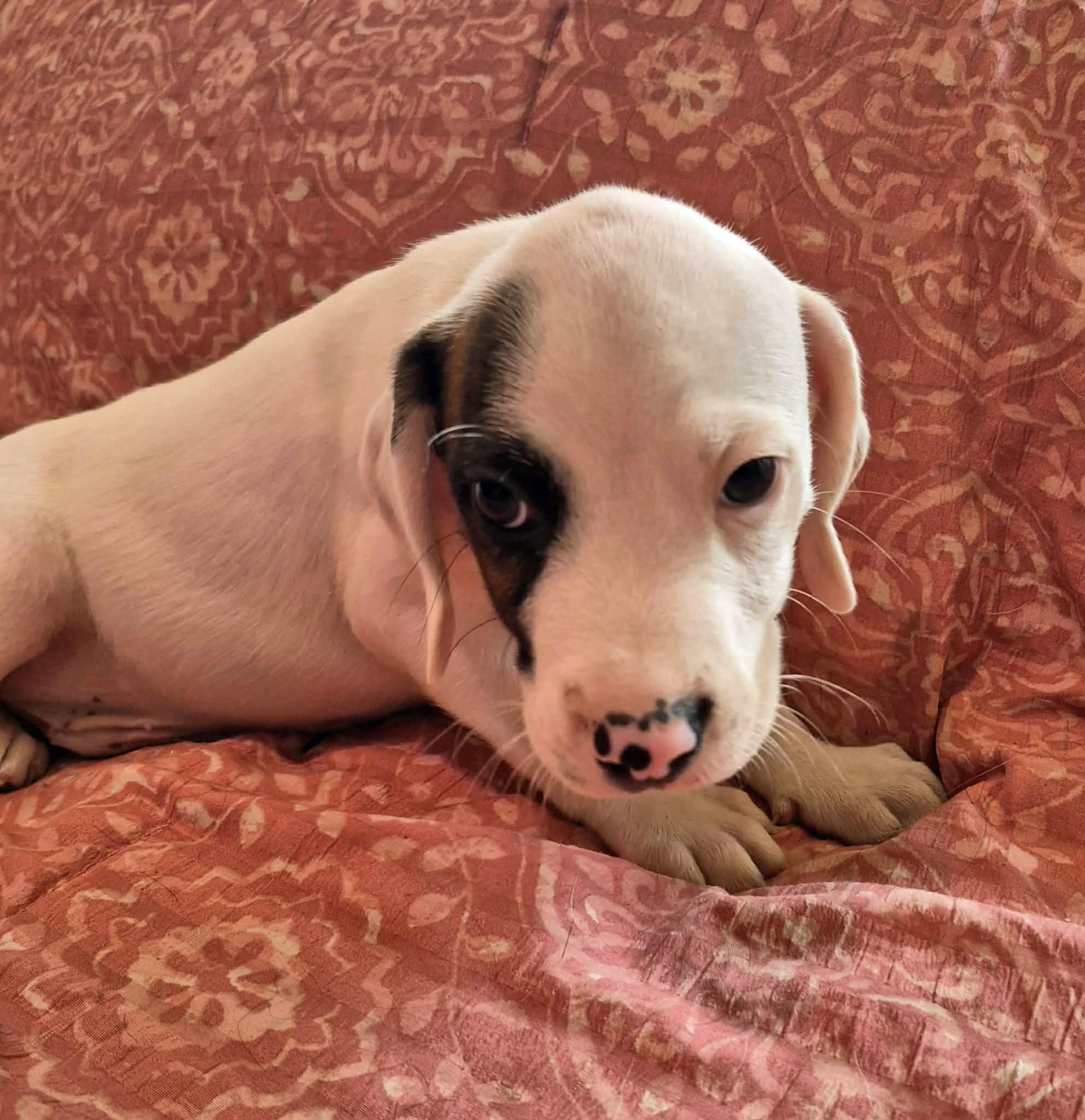 Enlarge Pickle, a Adoptable mixed breed in Marion, NC image 2/5