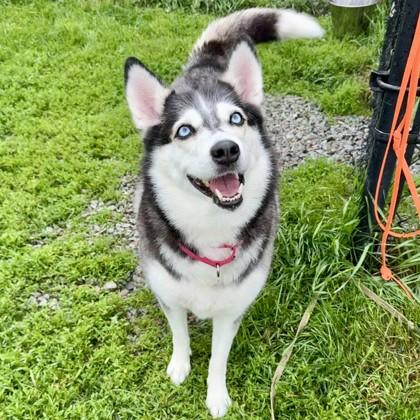 Frost, Adoptable, Adult Female Siberian Husky & Mixed Breed.