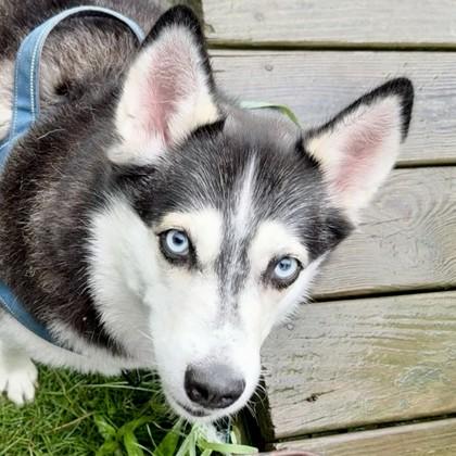 Frost, a Adoptable mixed breed in East Montpelier, VT image 3/3