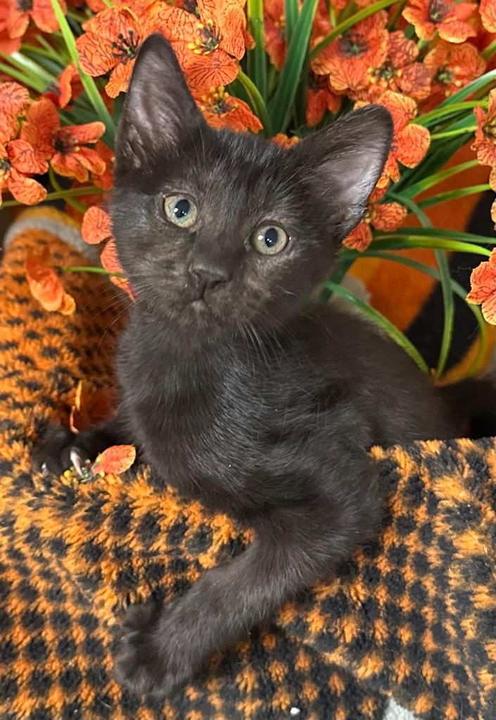 3/25/26 Mary, Adoptable, Kitten Female Domestic Short Hair.