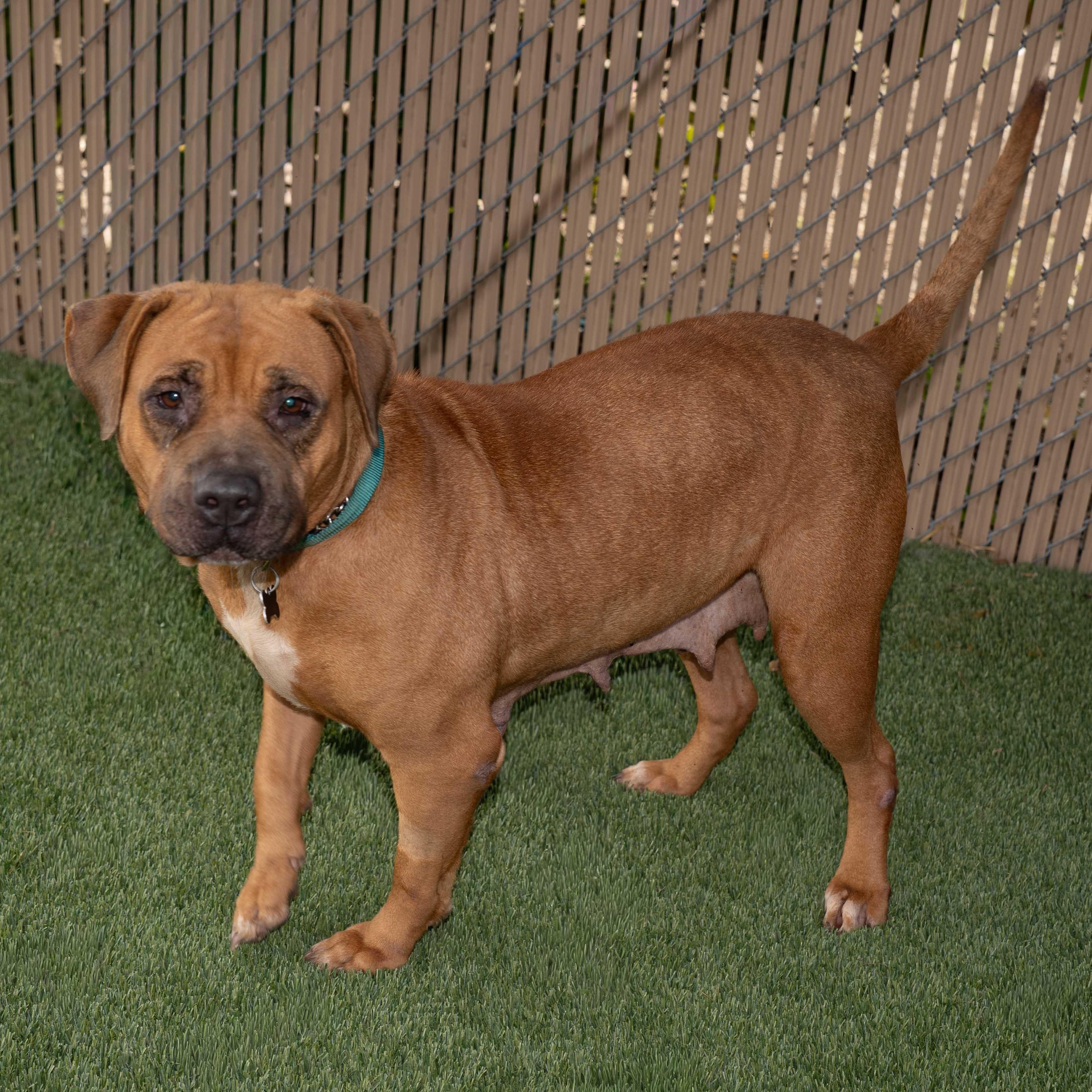 Darla, Adoptable, Adult Female Mastiff & Mixed Breed.