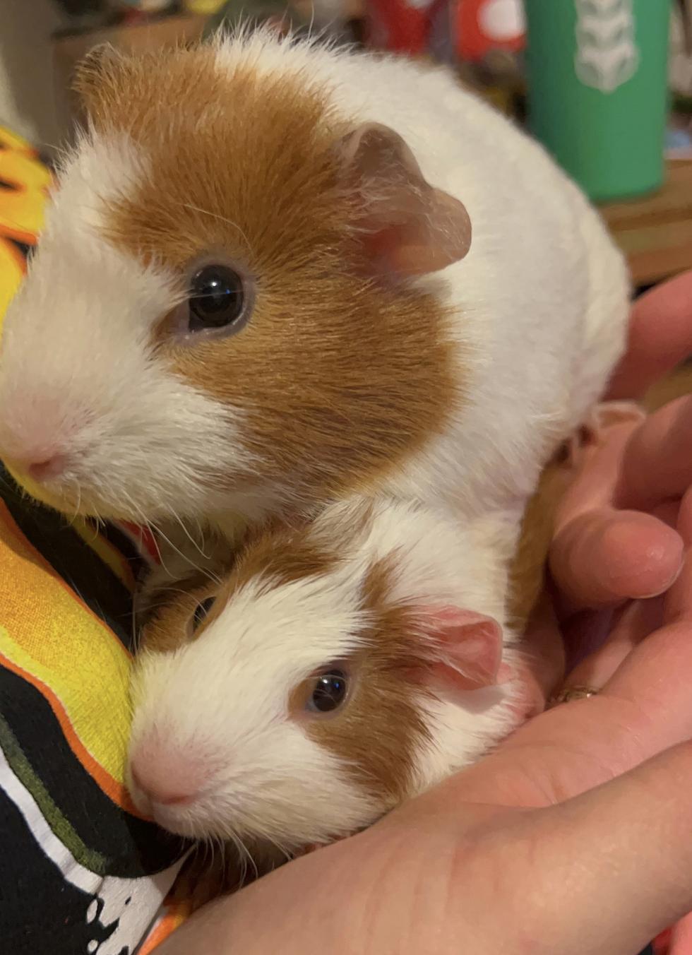 Mama Dulce and Baby Pudding, Adoptable, Baby Female Guinea Pig.