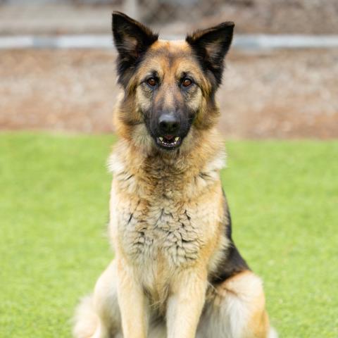 CHAQUIRA, Adoptable, Adult Female German Shepherd Dog.