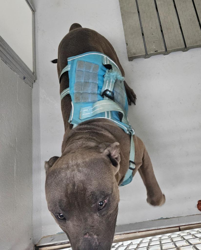 Enlarge Diesel, a Adoptable mixed breed in Mocksville, NC image 1/3