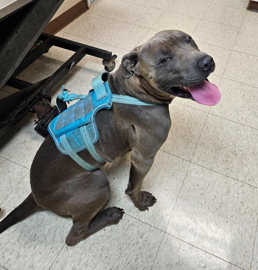 Enlarge Diesel, a Adoptable mixed breed in Mocksville, NC image 2/3