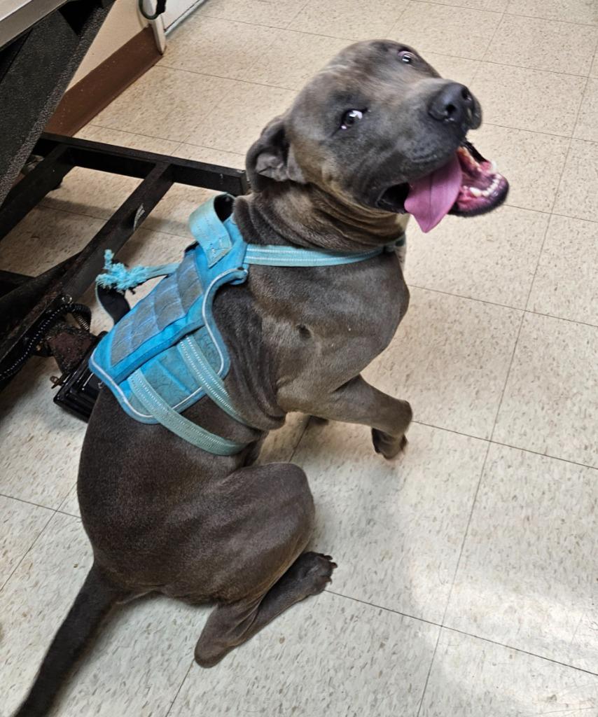 Enlarge Diesel, a Adoptable mixed breed in Mocksville, NC image 3/3