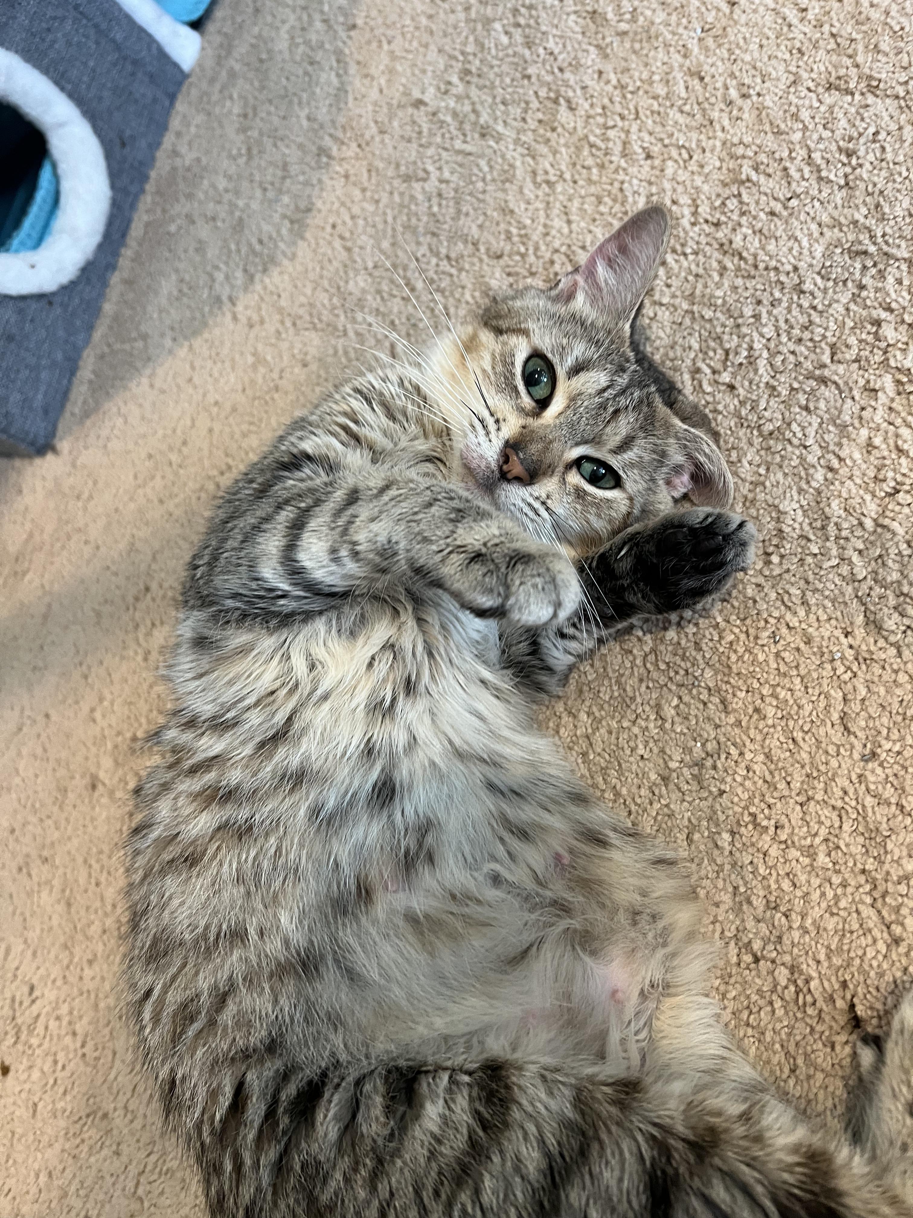 Enlarge Emmy - In Foster, a ADOPTABLE Domestic Short Hair in Kalamazoo, MI image 3/3