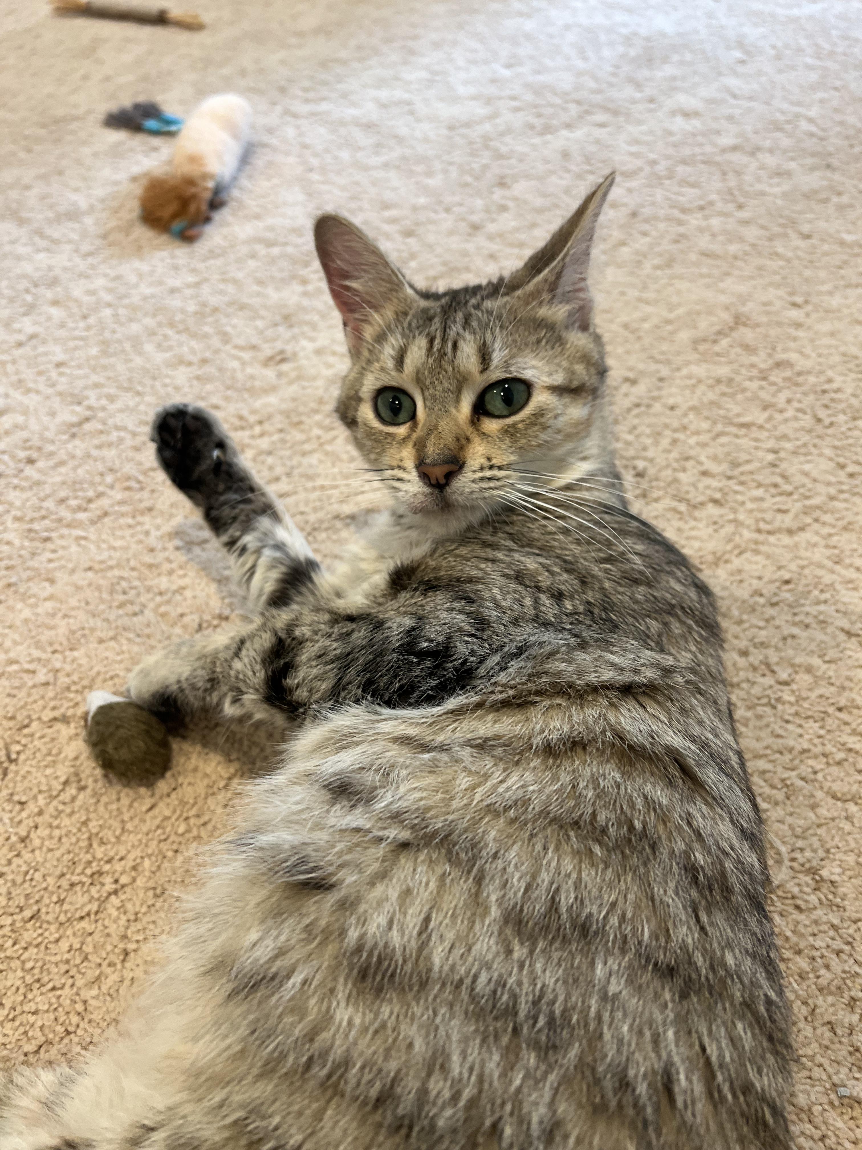 Enlarge Emmy - In Foster, a ADOPTABLE Domestic Short Hair in Kalamazoo, MI image 2/3