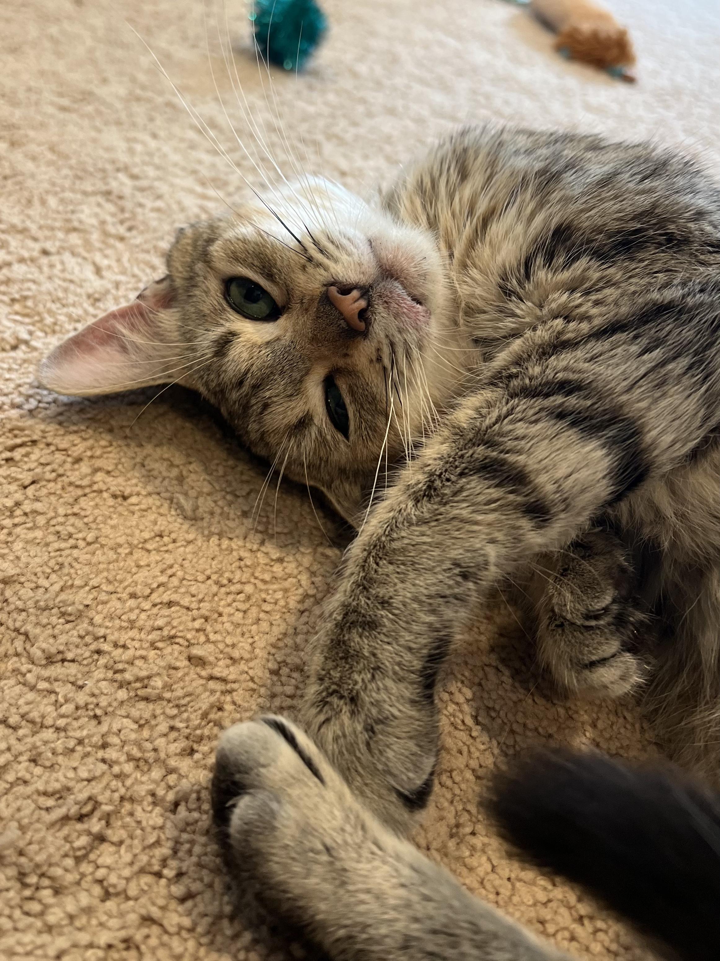 Emmy - In Foster, ADOPTABLE, Young Female Domestic Short Hair.