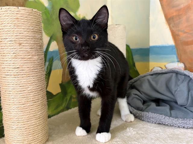 SUITS, Adoptable, Young Male Domestic Short Hair.