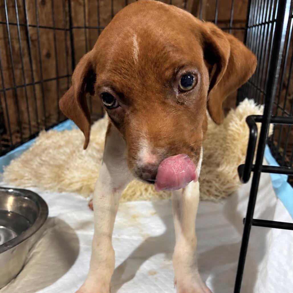 Enlarge Timber, a Adoption Pending German Shorthaired Pointer in Rogersville, MO image 1/1