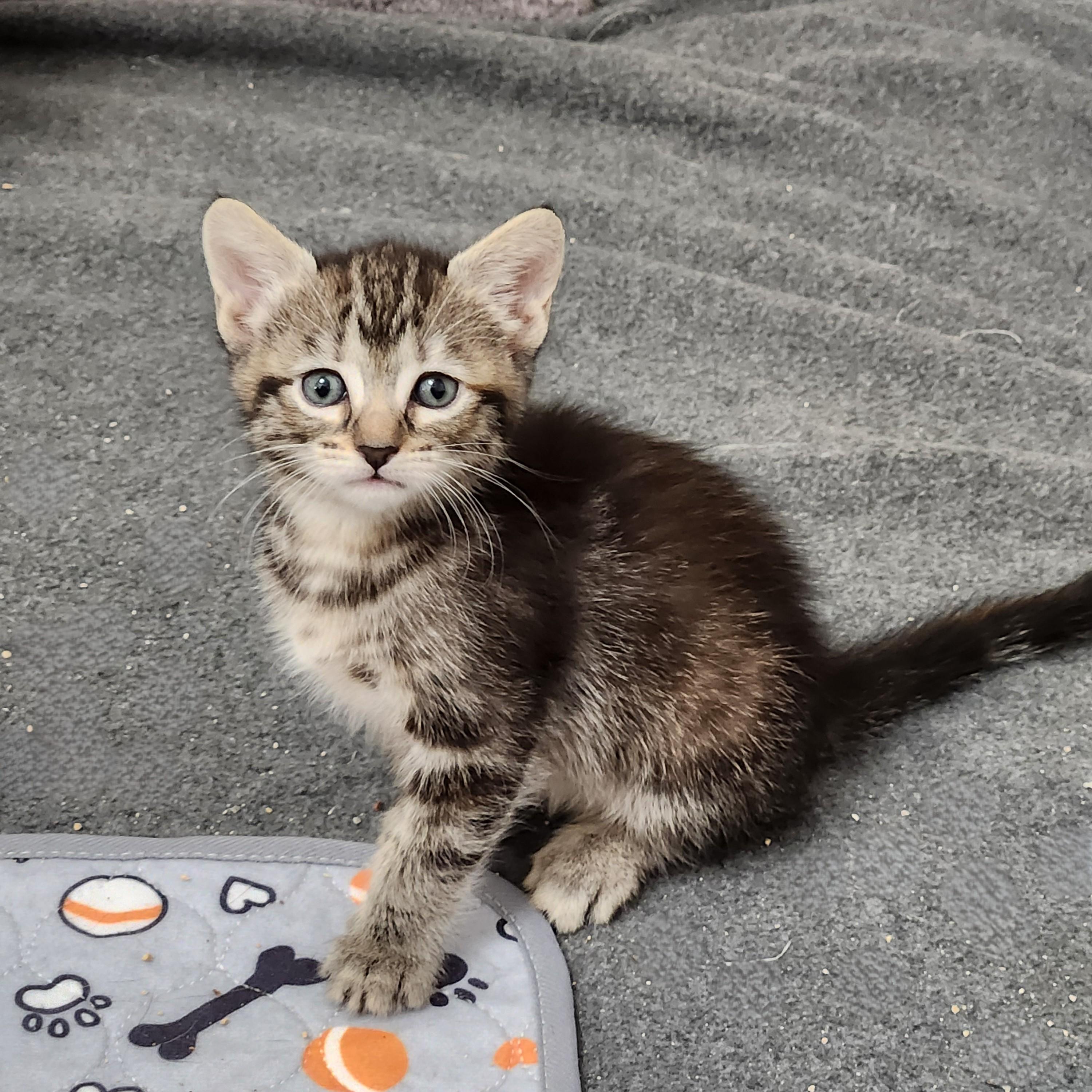 Enlarge Semita, a Adoptable Domestic Short Hair in Allen, TX image 5/5