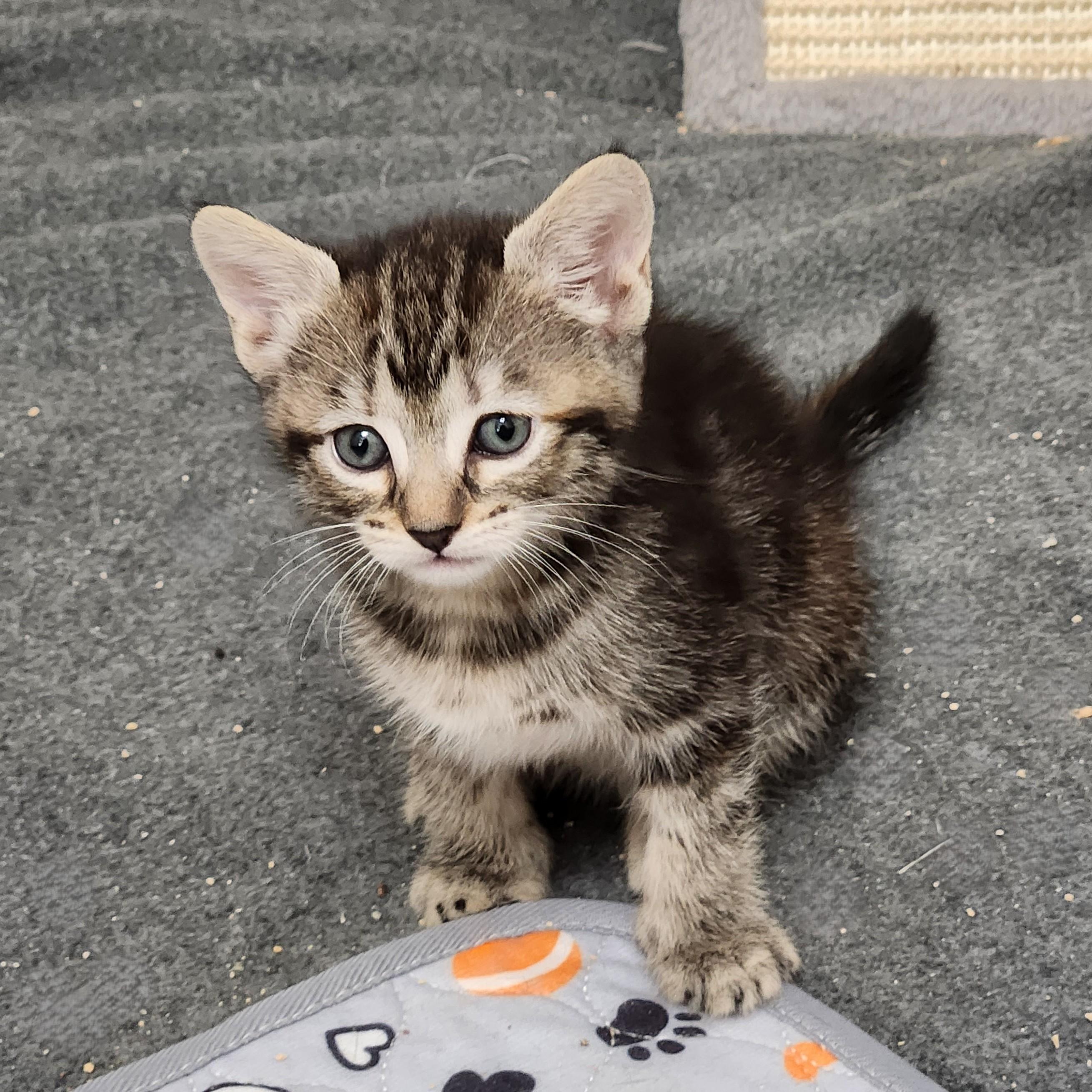 Enlarge Semita, a Adoptable Domestic Short Hair in Allen, TX image 2/5