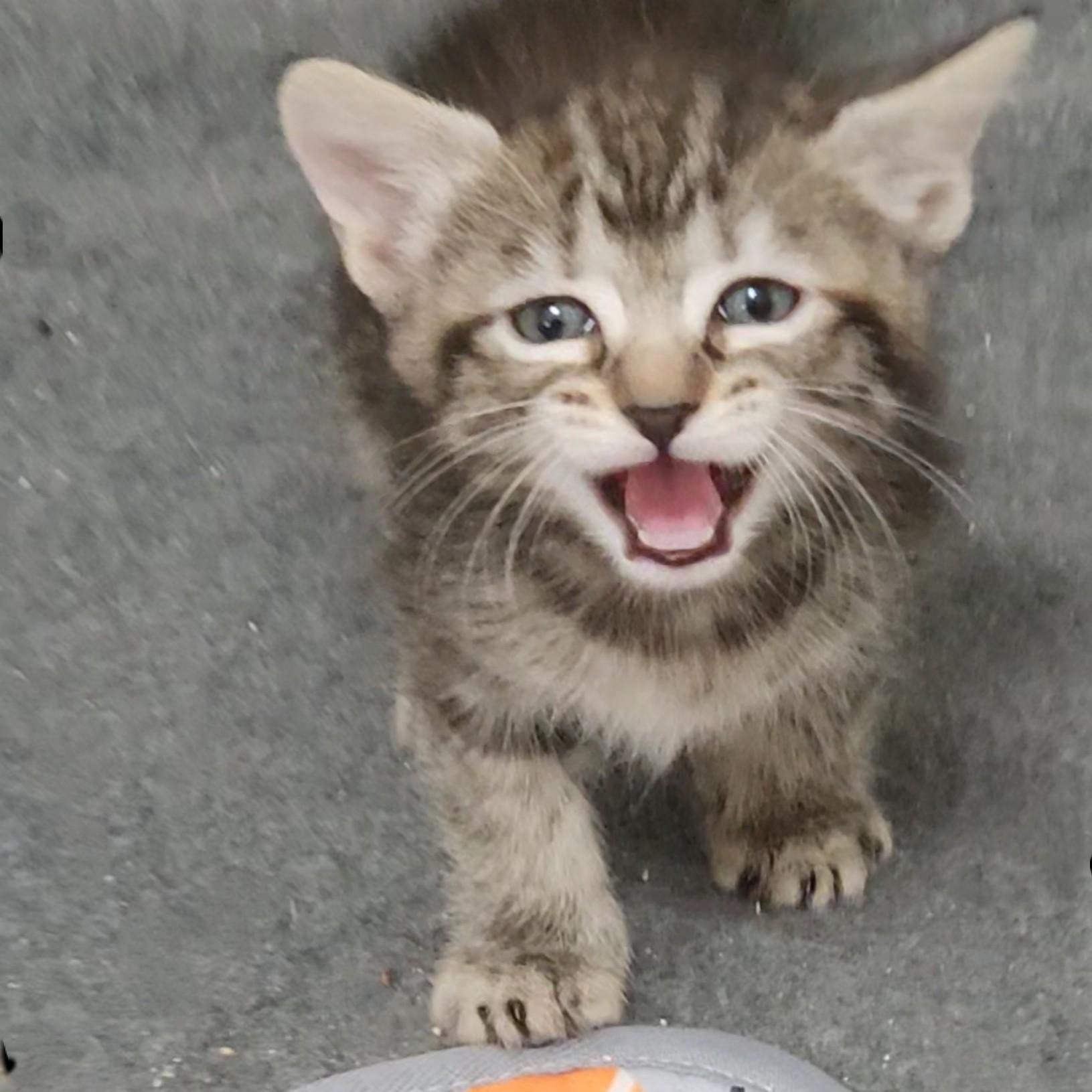 Semita, Adoptable, Kitten Female Domestic Short Hair.