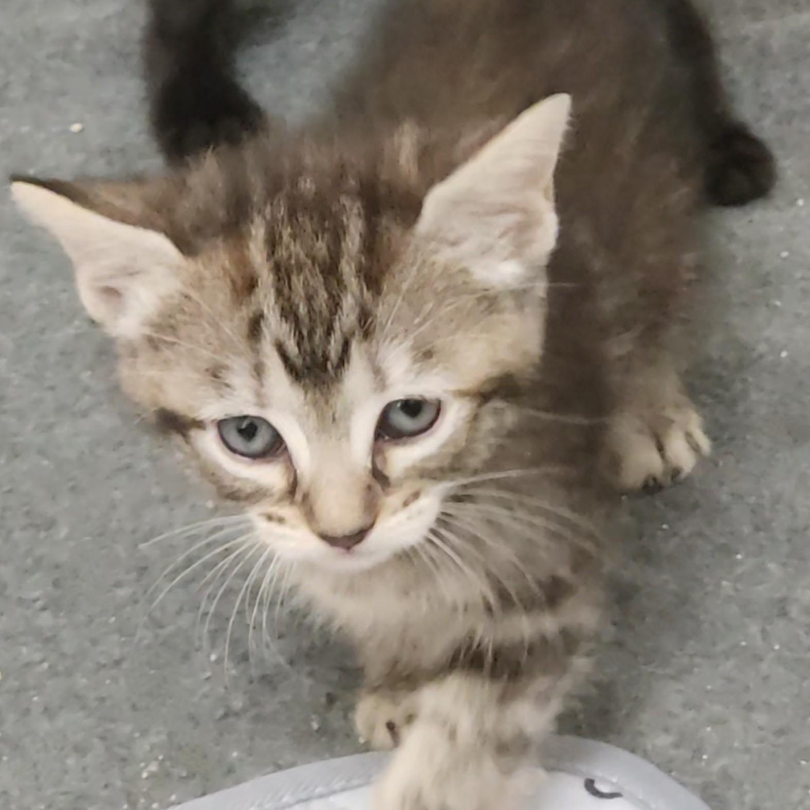 Enlarge Semita, a Adoptable Domestic Short Hair in Allen, TX image 4/5