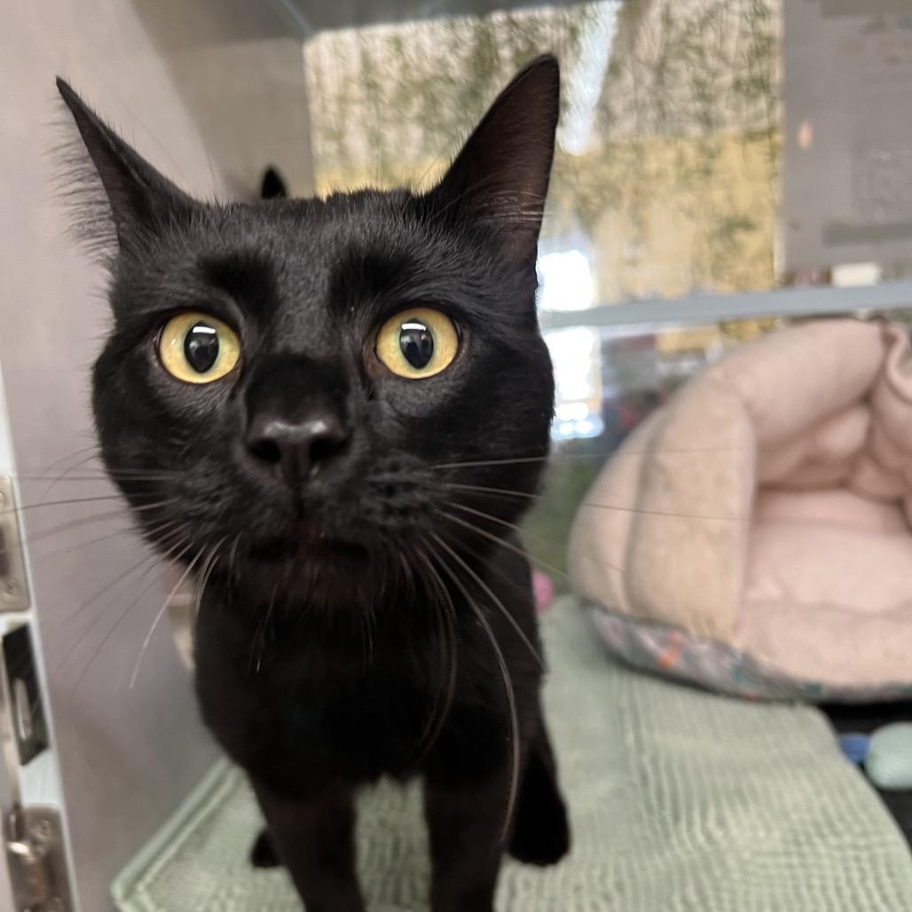 Enlarge Ezekiel, a Adoptable Domestic Short Hair in Glenwood Springs, CO image 1/6