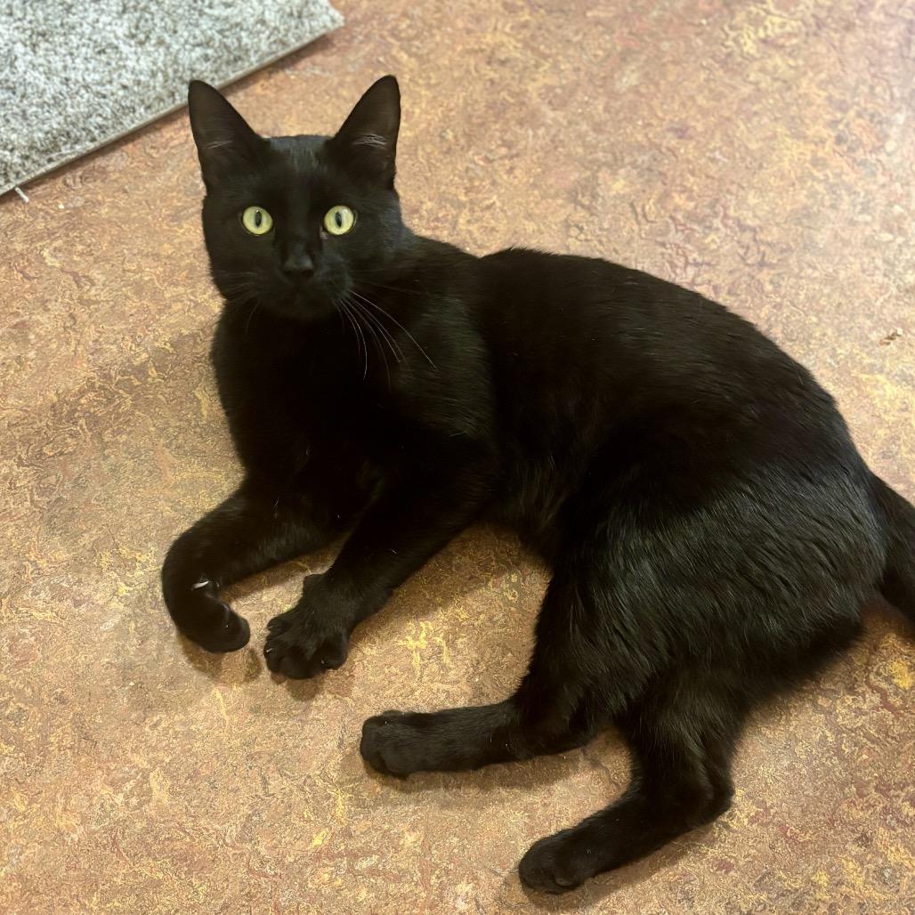 Enlarge Ezekiel, a Adoptable Domestic Short Hair in Glenwood Springs, CO image 2/6