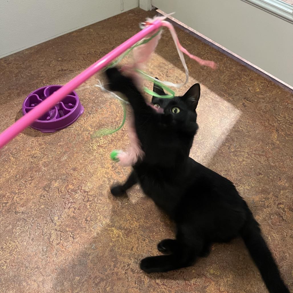 Enlarge Ezekiel, a Adoptable Domestic Short Hair in Glenwood Springs, CO image 3/6