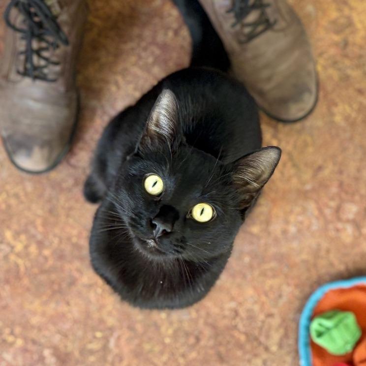 Enlarge Ezekiel, a Adoptable Domestic Short Hair in Glenwood Springs, CO image 4/6