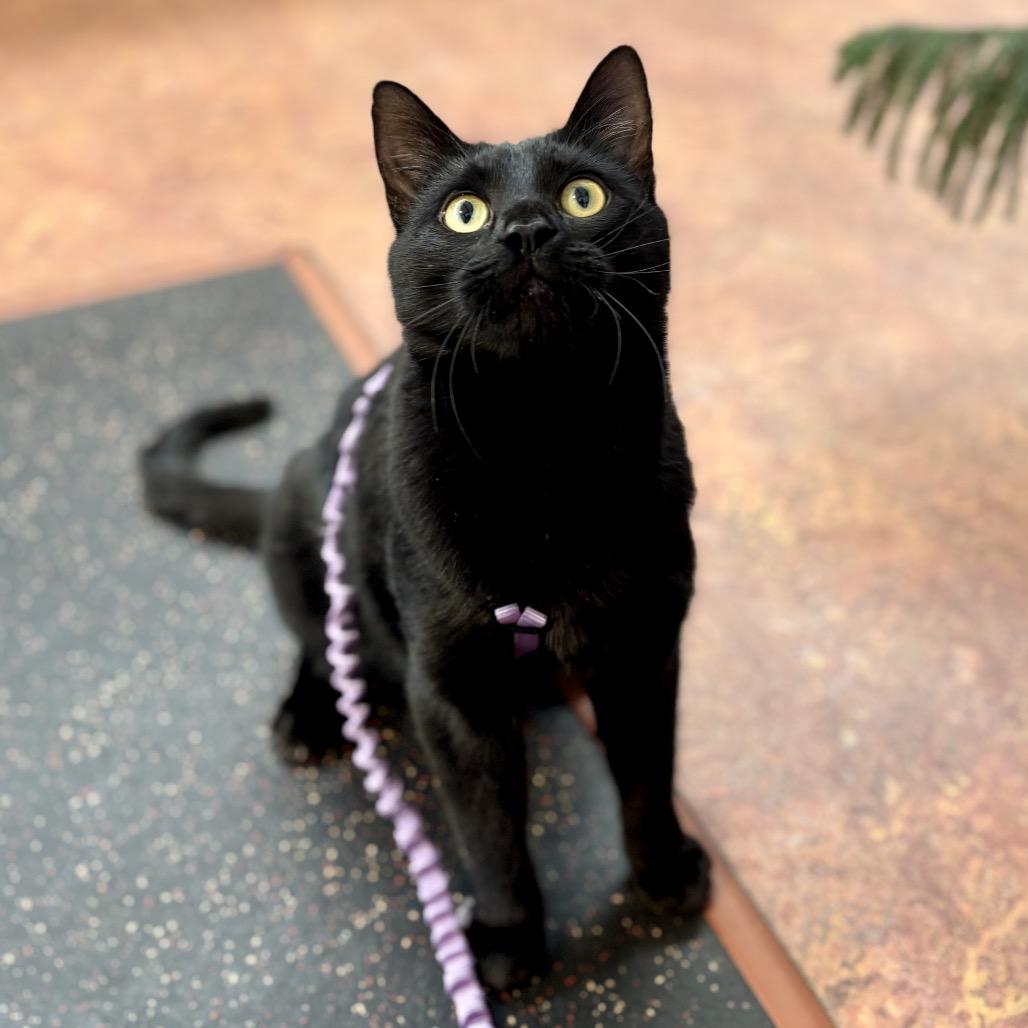 Enlarge Ezekiel, a Adoptable Domestic Short Hair in Glenwood Springs, CO image 5/6