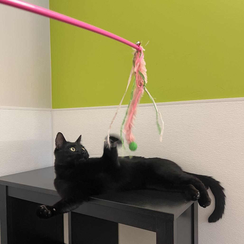 Enlarge Ezekiel, a Adoptable Domestic Short Hair in Glenwood Springs, CO image 6/6