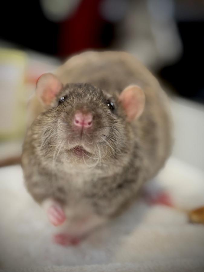 Enlarge Stilton- 52393, a ADOPTABLE Rat in Columbia, MD image 2/5