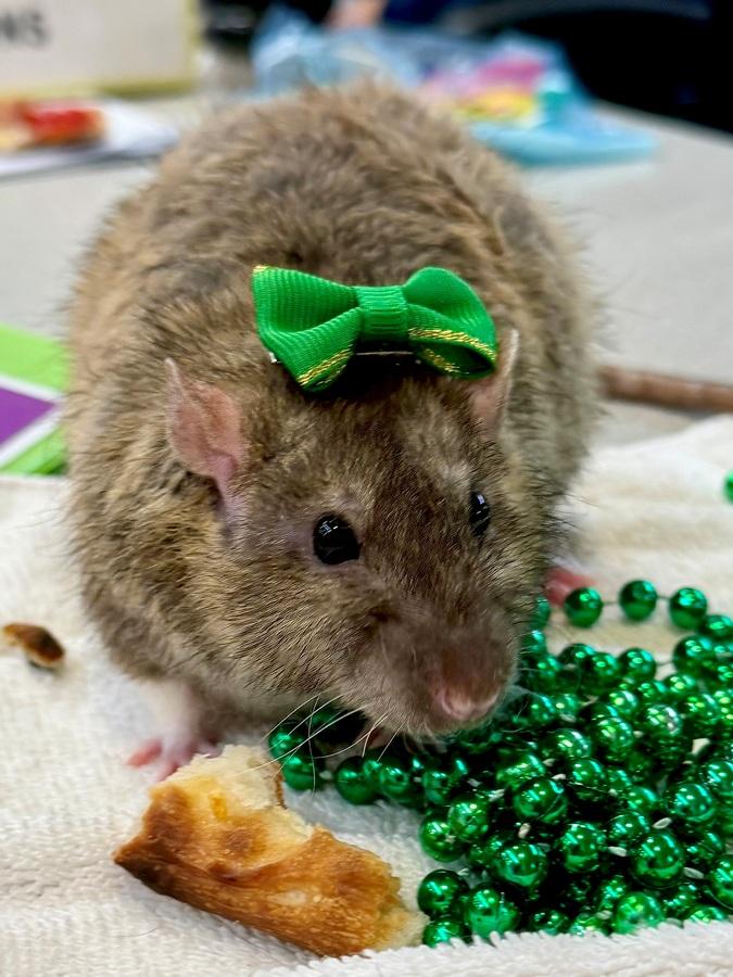 Enlarge Stilton- 52393, a ADOPTABLE Rat in Columbia, MD image 1/5