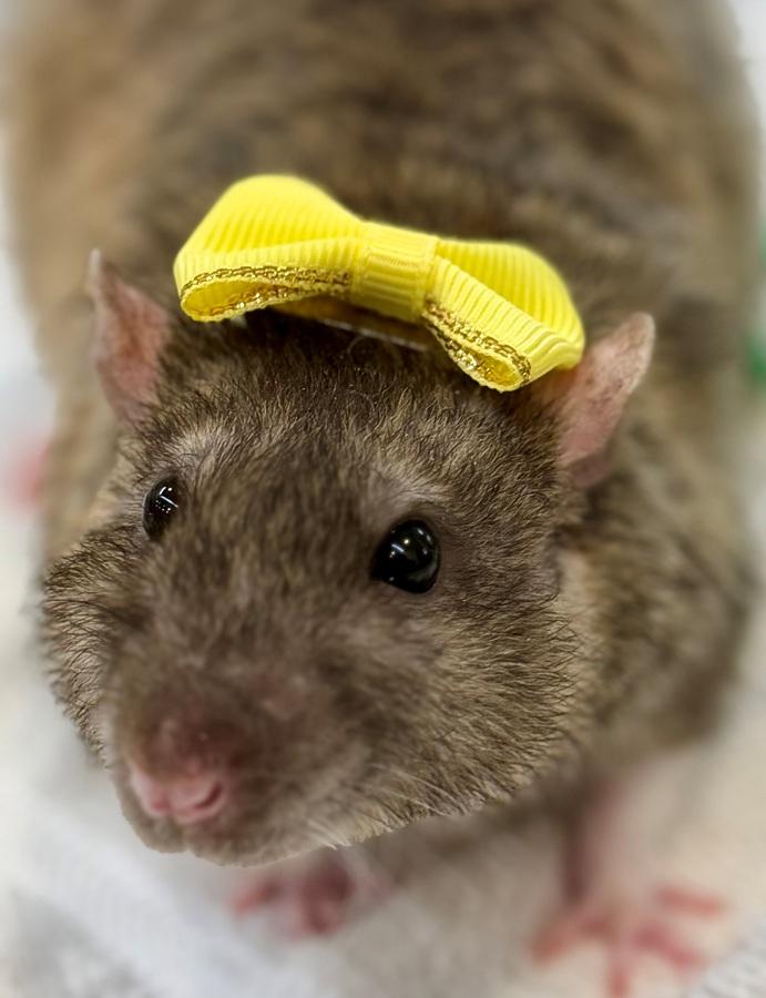 Enlarge Stilton- 52393, a ADOPTABLE Rat in Columbia, MD image 3/5